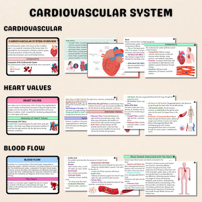 Cardiovascular System Flashcards